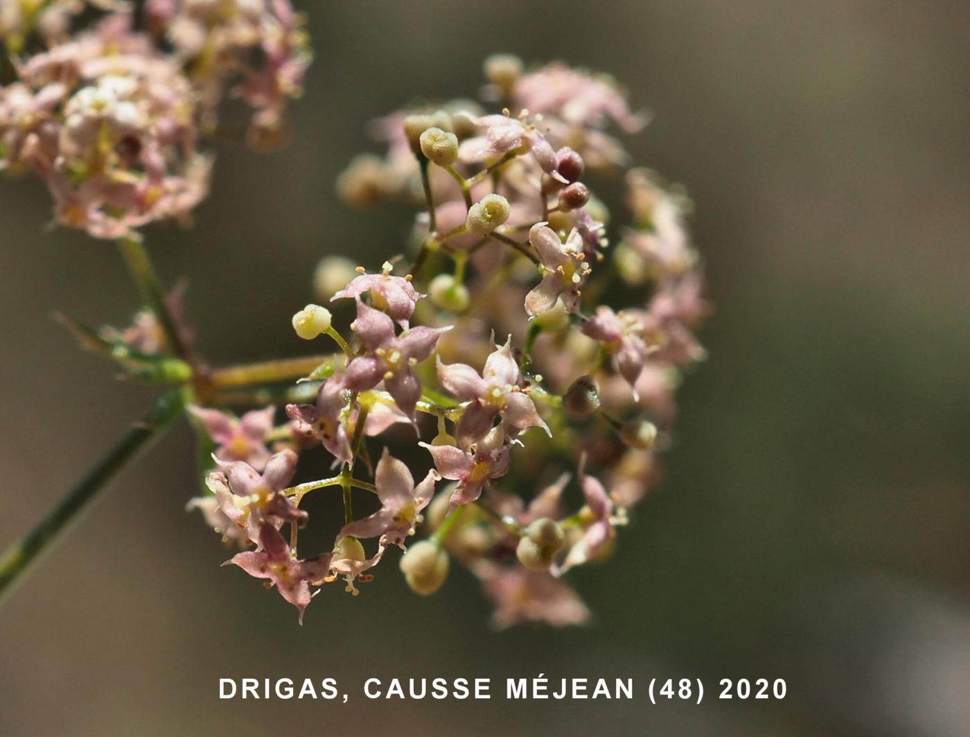 Bedstraw, [Oblique] flower